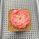 Echeveria 'Ice Queen' 2" Succulent Plant Cutting