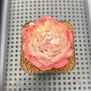 Echeveria 'Ice Queen' 2" Succulent Plant Cutting