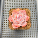 Echeveria 'Melbourne' 2" Succulent Plant Cutting