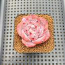 Echeveria 'Melbourne' 2" Succulent Plant Cutting