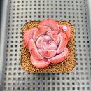 Echeveria 'Melbourne' 2" Succulent Plant Cutting