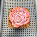 Echeveria 'Melbourne' 2" Succulent Plant Cutting