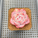 Echeveria 'Melbourne' 2" Succulent Plant Cutting