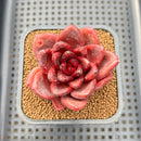 Echeveria 'Pine Rose' 2" Succulent Plant Cutting