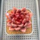 Echeveria 'Pine Rose' 2" Succulent Plant Cutting