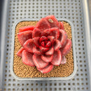 Echeveria 'Pine Rose' 2" Succulent Plant Cutting