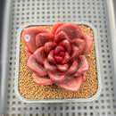 Echeveria 'Pine Rose' 2" Succulent Plant Cutting