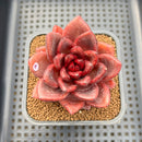 Echeveria 'Pine Rose' 2" Succulent Plant Cutting