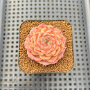 Echeveria 'Anthony' 2" Succulent Plant Cutting