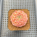 Echeveria 'Anthony' 2" Succulent Plant Cutting