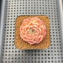 Echeveria 'Anthony' 2" Succulent Plant Cutting