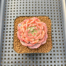 Echeveria 'Anthony' 2" Succulent Plant Cutting