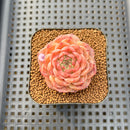 Echeveria 'Anthony' 2" Succulent Plant Cutting