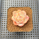 Echeveria 'Ghost Flower' 2" Succulent Plant Cutting
