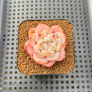 Echeveria 'Ghost Flower' 2" Succulent Plant Cutting