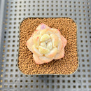 Echeveria 'Ghost Flower' 2" Succulent Plant Cutting