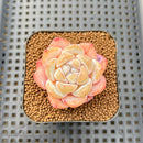 Echeveria 'Ghost Flower' 2" Succulent Plant Cutting