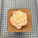 Echeveria 'Ghost Flower' 2" Succulent Plant Cutting