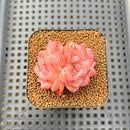 Echeveria 'Snow Hibiscus' 2" Succulent Plant Cutting