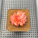 Echeveria 'Snow Hibiscus' 2" Succulent Plant Cutting