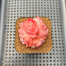 Echeveria 'Snow Hibiscus' 2" Succulent Plant Cutting