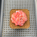 Echeveria 'Snow Hibiscus' 2" Succulent Plant Cutting