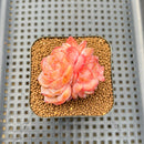Echeveria 'Snow Hibiscus' 2" Succulent Plant Cutting
