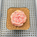 Echeveria 'Black Diamond' 1" Succulent Plant Cutting