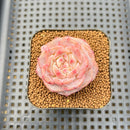 Echeveria 'Black Diamond' 1" Succulent Plant Cutting