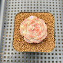 Echeveria 'Black Diamond' 1" Succulent Plant Cutting