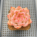 Echeveria 'Jelly Orange' 2" Succulent Plant Cutting