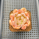 Echeveria 'Jelly Orange' 2" Succulent Plant Cutting