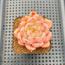 Echeveria 'Jelly Orange' 2" Succulent Plant Cutting
