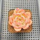 Echeveria 'Jelly Orange' 2" Succulent Plant Cutting