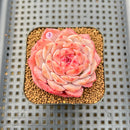 Echeveria 'Kong Sugar Heart' 2" Succulent Plant Cutting