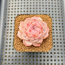 Echeveria 'Kong Sugar Heart' 2" Succulent Plant Cutting