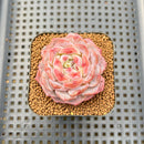Echeveria 'Kong Sugar Heart' 2" Succulent Plant Cutting