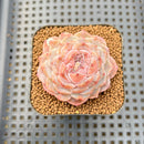 Echeveria 'Kong Sugar Heart' 2" Succulent Plant Cutting