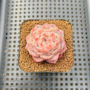 Echeveria 'Kong Sugar Heart' 2" Succulent Plant Cutting