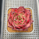 Echeveria Agavoides 'Romeo' 2" Succulent Plant Cutting