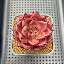 Echeveria Agavoides 'Romeo' 2" Succulent Plant Cutting