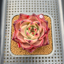 Echeveria Agavoides 'Romeo' 2" Succulent Plant Cutting