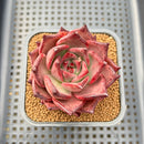 Echeveria Agavoides 'Romeo' 2" Succulent Plant Cutting