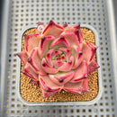 Echeveria Agavoides 'Romeo' 2" Succulent Plant Cutting