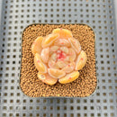 Echeveria 'Bubble Fantasy' 1" Succulent Plant Cutting