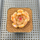 Echeveria 'Bubble Fantasy' 1" Succulent Plant Cutting