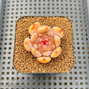 Echeveria 'Bubble Fantasy' 1" Succulent Plant Cutting