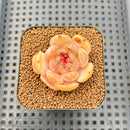 Echeveria 'Bubble Fantasy' 1" Succulent Plant Cutting