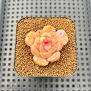 Echeveria 'Bubble Fantasy' 1" Succulent Plant Cutting