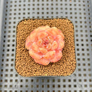 Echeveria 'Sugar Icing' 2" Succulent Plant Cutting